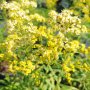 Солидаго, Solidago, снимка 12