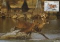 Холандски Антили 1992 - 4 броя Карти Максимум - WWF, снимка 1 - Филателия - 38897075