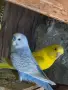 Вълнисти папагали , снимка 18