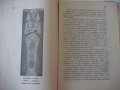 Книга"Сама по света.Кн3.Приключения в Египет-М.Коралова"-96с, снимка 6