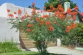 Цезалпиния пулхерима – Caesalpinia pulcherrima, снимка 1