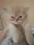 Мъжко персийско котенце , снимка 3