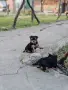малки сладки йоркита, снимка 5