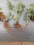 Продавам пресен разсад ягоди, Априка, снимка 6