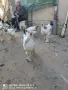 петлета колумбийска брама , снимка 4