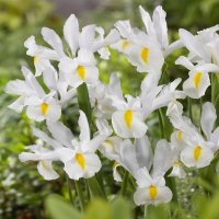 Ирис Dutch White , снимка 3 - Градински цветя и растения - 44406745