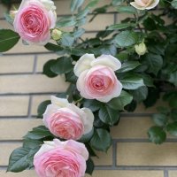 Роза 36, снимка 6 - Градински цветя и растения - 41780765