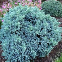 Хвойна Синя звезда - Juniperus squamata Blue Star, снимка 1 - Разсади - 41981961