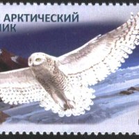 Чиста марка Арктически резерват Фауна Птица Сова  2018 от Русия , снимка 1 - Филателия - 42131459