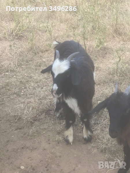 Продавам ярета, снимка 1