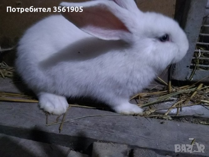 Продавам зайци СПЕШНО И ЕВТИНО 10лв бр, снимка 1