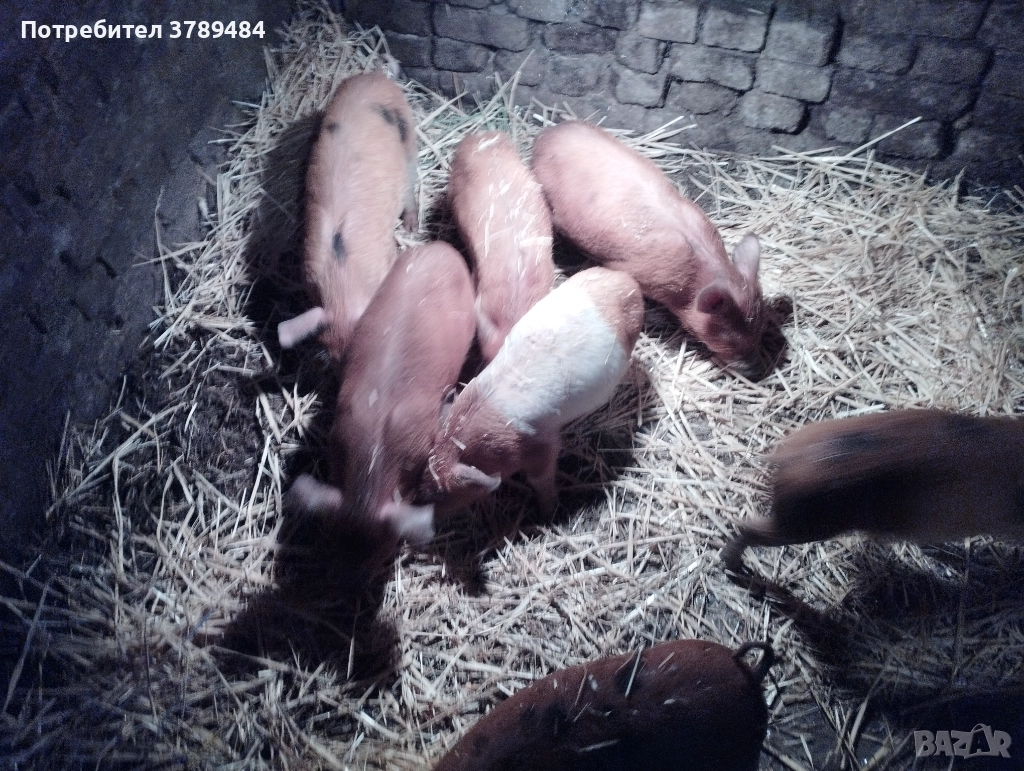 Продавам малки прасенца Дюрок, снимка 1
