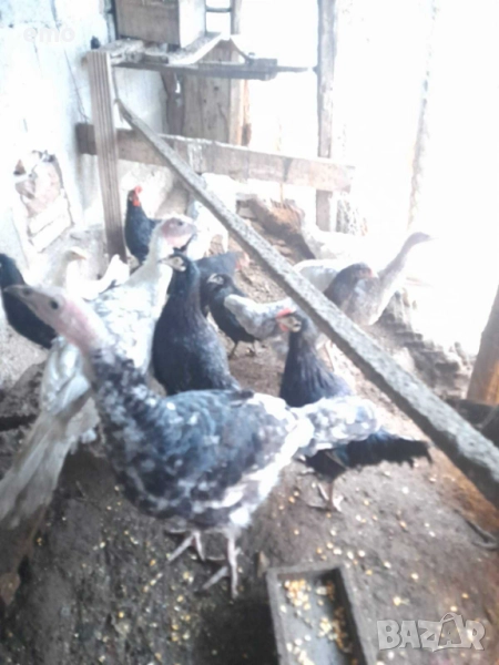 Продавам домашни селски пуйки  8 броя добре гледани домашни пуйки, отглеждани в естествени условия н, снимка 1
