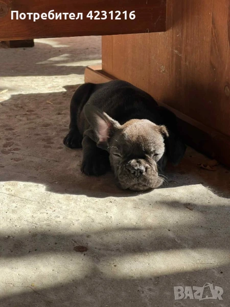 Мъжки френски булдочета, снимка 1