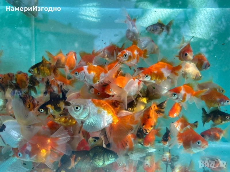 Продава оранди, снимка 1