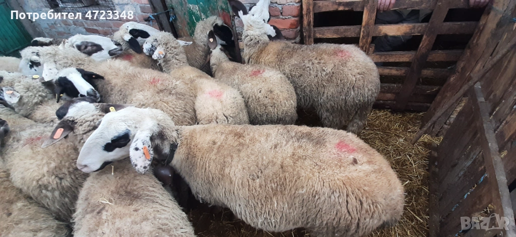 Продавам 20 млади овце, снимка 1