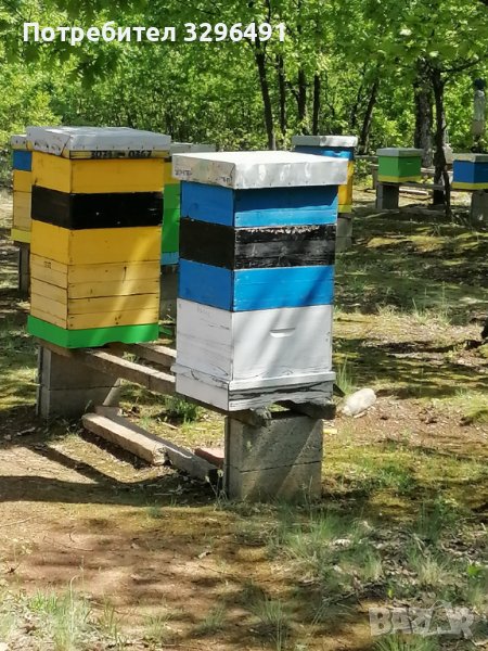 Пчелен мед 2023г , снимка 1