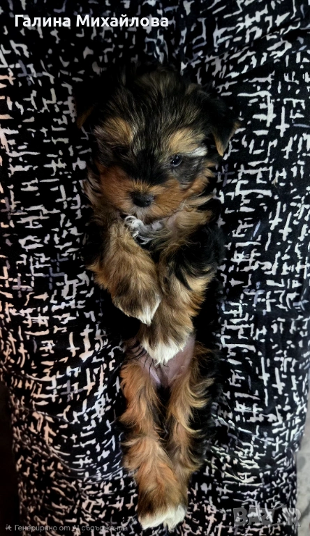 Мини Йорки , снимка 1