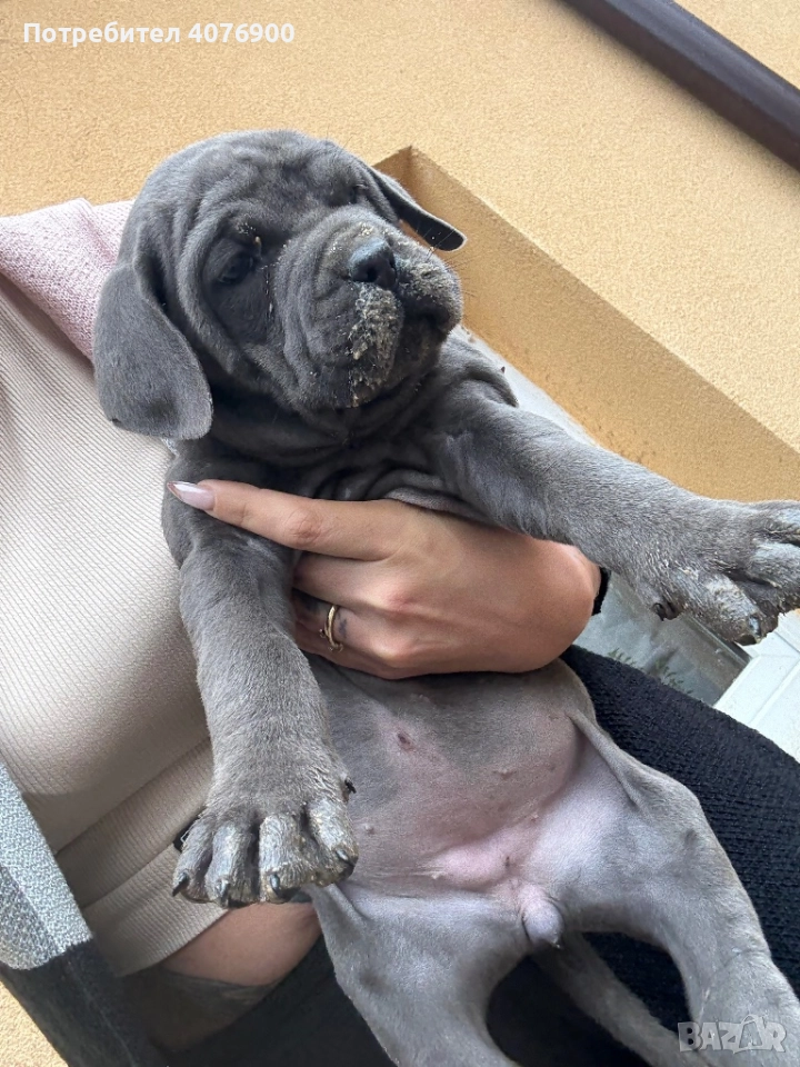 Две момиченца Кане Корсо!!! Обезпаразитени с три поставени ваксини!!!, снимка 1