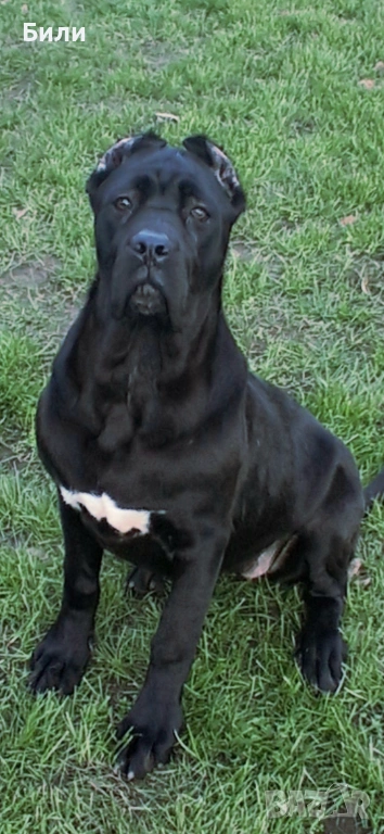 Кане Корсо , снимка 1