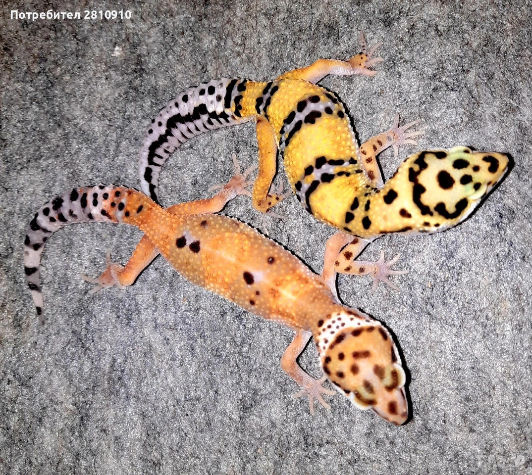 леопардови гекони, снимка 1