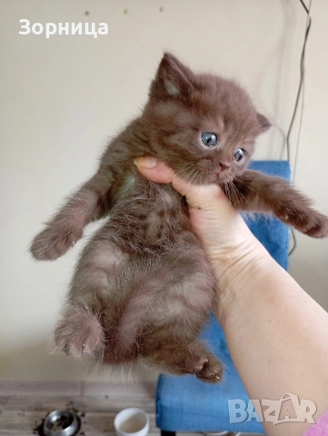 БРИТАНСКО КОТЕ, снимка 9 - Британска късокосместа - 53468415