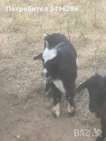 Продавам ярета, снимка 1