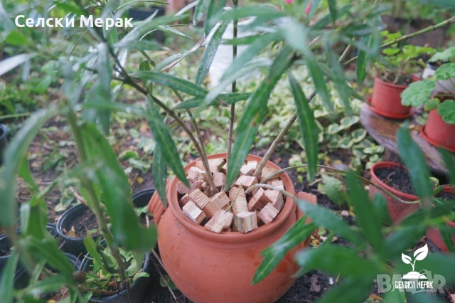 Дъбов Дървесен Чипс - Чист материал, снимка 4 - Тор и почвени смеси - 52023845