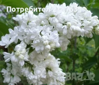 ФИДАНКИ ЛЮЛЯК , снимка 2 - Разсади - 49848991