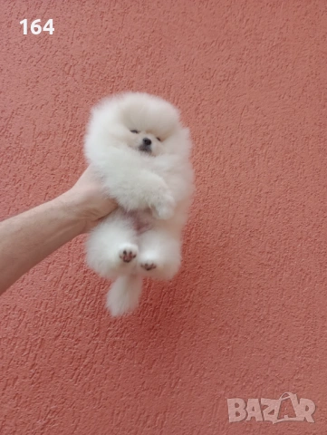 Прекрасно бяло мини женско Померанче. Мини Померан. Реални снимки от 24.01.26 г. , снимка 5 - Померан - 53228313