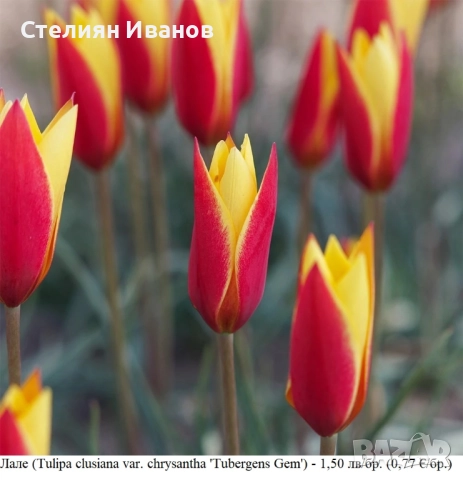 БОТАНИЧЕСКИ ЛАЛЕТА – ЛУКОВИЦИ, снимка 7 - Сортови семена и луковици - 52372825