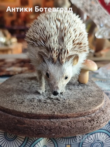 препариран таралеж , снимка 3 - Други - 53474644