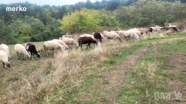 Продават се овце и шилета., снимка 9 - Овце - 52260562