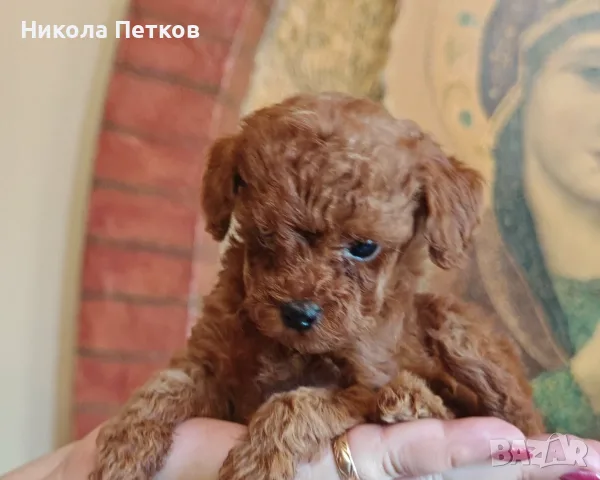 Продавам той пуделчета, снимка 8 - Пудели - 56125763