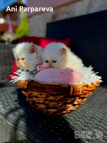 Персийски (хималайски)котенца., снимка 2 - Персийска - 53798356