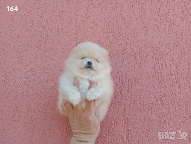 Момиченце. Померан. Реални снимки от 23.02.26 г. , снимка 3 - Померан - 53486789