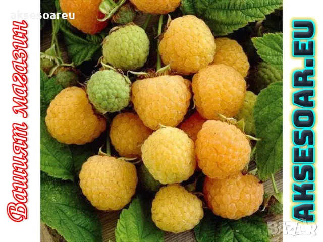 20 Семена от Британска Есенна Златна Малина Златни витаминозни Сладки Малини от Колумбия плодове, снимка 5 - Сортови семена и луковици - 50220808