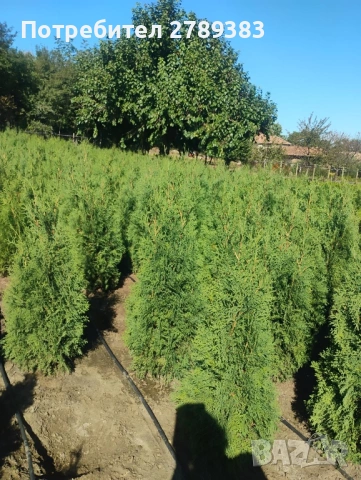 Туя смарагд , глобоза , западна , снимка 3 - Градински цветя и растения - 53053241