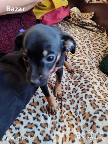2 броя пинчери женски , снимка 6 - Пинчер - 52670801