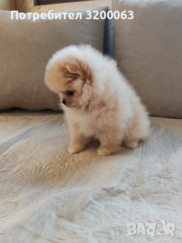Померан мини померанчета , снимка 8 - Померан - 53726000