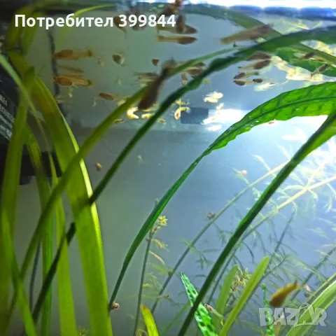 Продавам рибки Гупи, снимка 9 - Рибки - 48884894