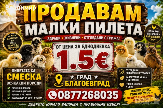Малки кокошки/пилета