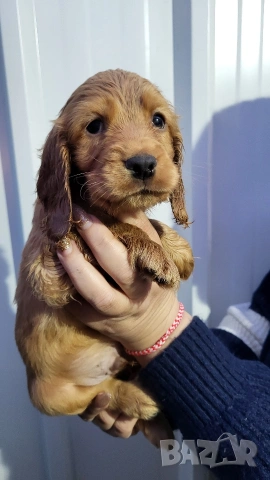 Продавам кокер шпаниоли