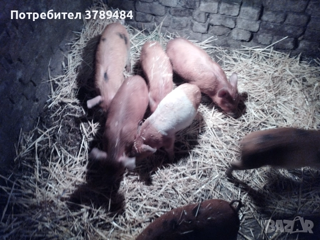 Продавам малки прасенца Дюрок