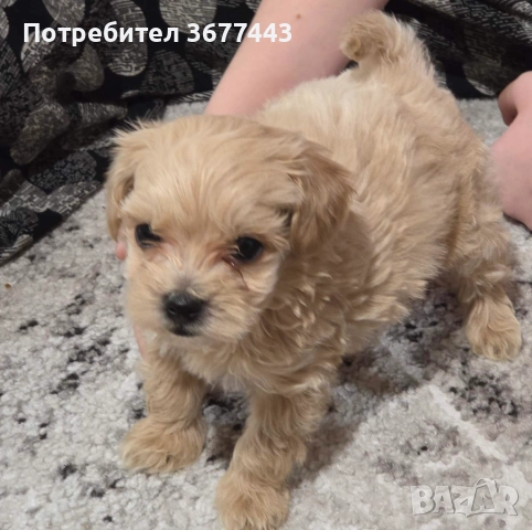 Продавам малтипу момченце