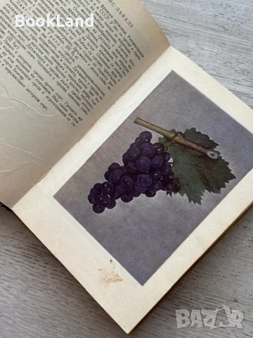 Определител на сортовете лози Атанас Дончев , снимка 9 - Художествена литература - 50952075