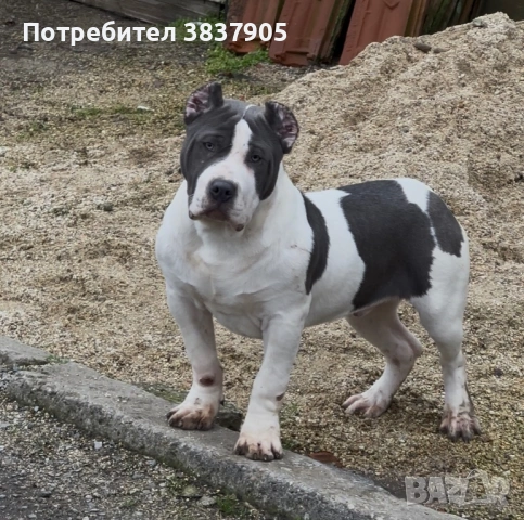 Американско були ХЛ, снимка 3 - Американски стафордширски териер - 53472935