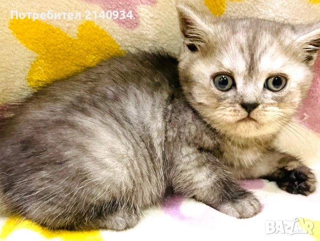 Британско момче. Сръбрена чинчила, снимка 5 - Британска късокосместа - 52997443