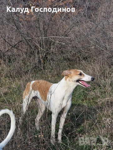 Хрътки, снимка 4 - Хрътка - 53426199