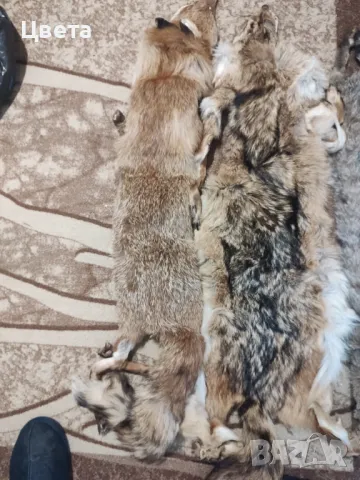 Кожи обработени, снимка 3 - Други - 47835856